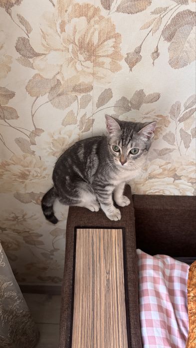 отдам котика в хорошие руки
