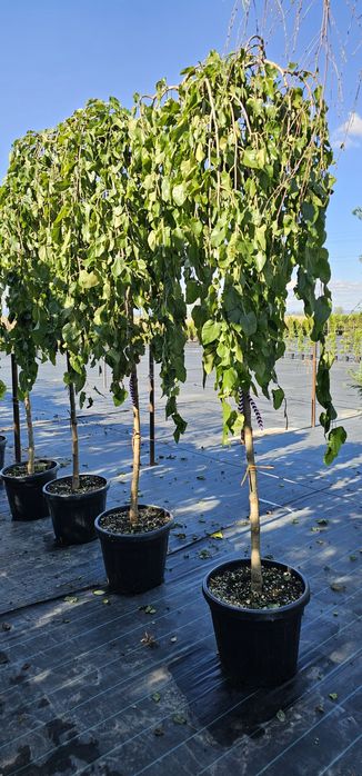 Dud Pendul altoit - Morus alba pendula
-9%