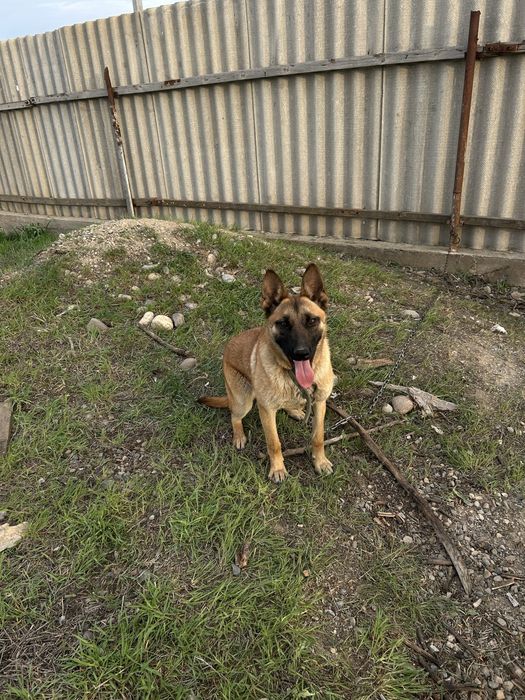 Немецкий Овчарка Красивая