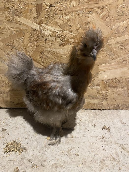 Vand Cocosi matase japonez,araucana,wyandotte gsg,splash  si argint