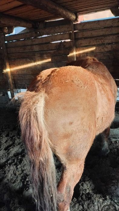 Жеребцы тяжеловозы