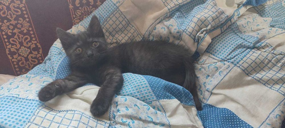 милые котята в добрые руки