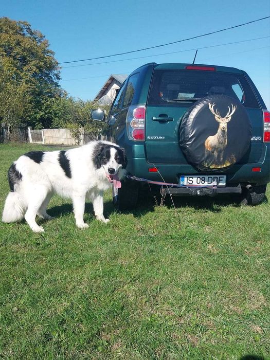 Ciobanesc de bucovina