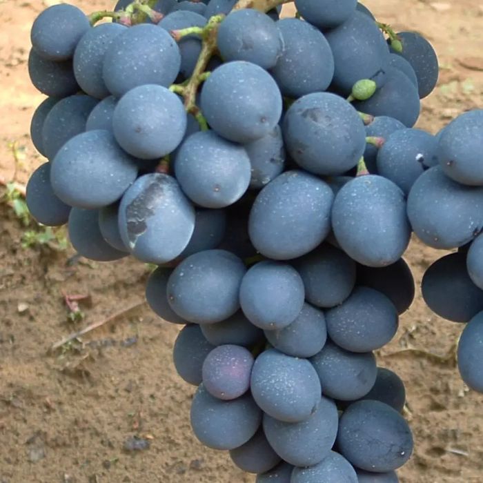 Vita de vie nobila altoita  de masa 12 soiuri  negru