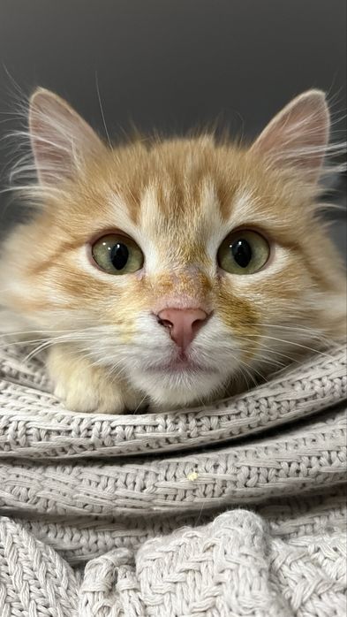 Отдам котенка мальчик 2,5 месяца