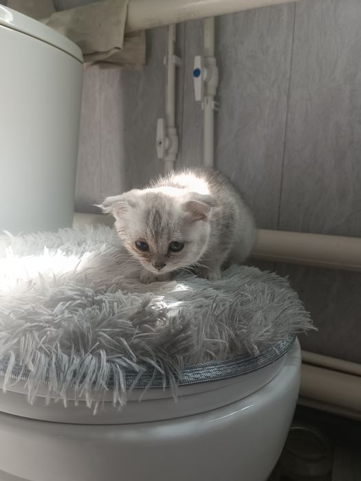 Продам котёнка !