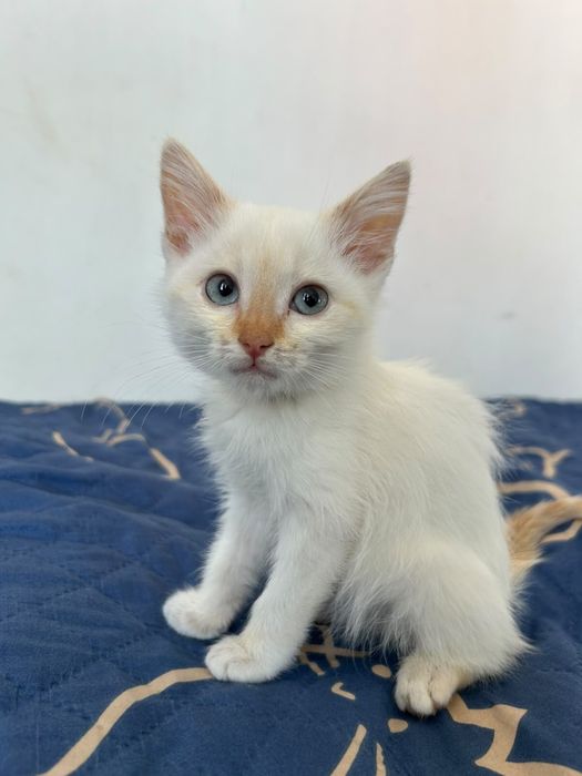 Отдам в хорошие руки котенка