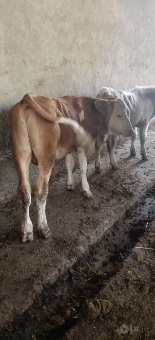 Angus Smental Sharale Sotiladi