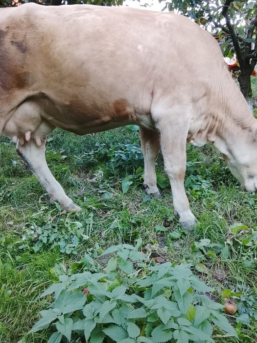 Vând vacă tânără brună de Maramureș