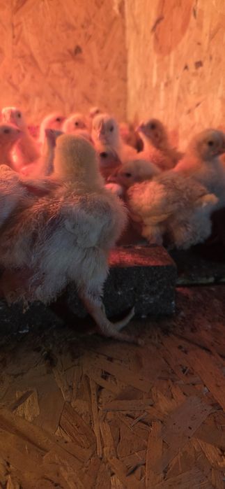 Бройлерный цыпленок