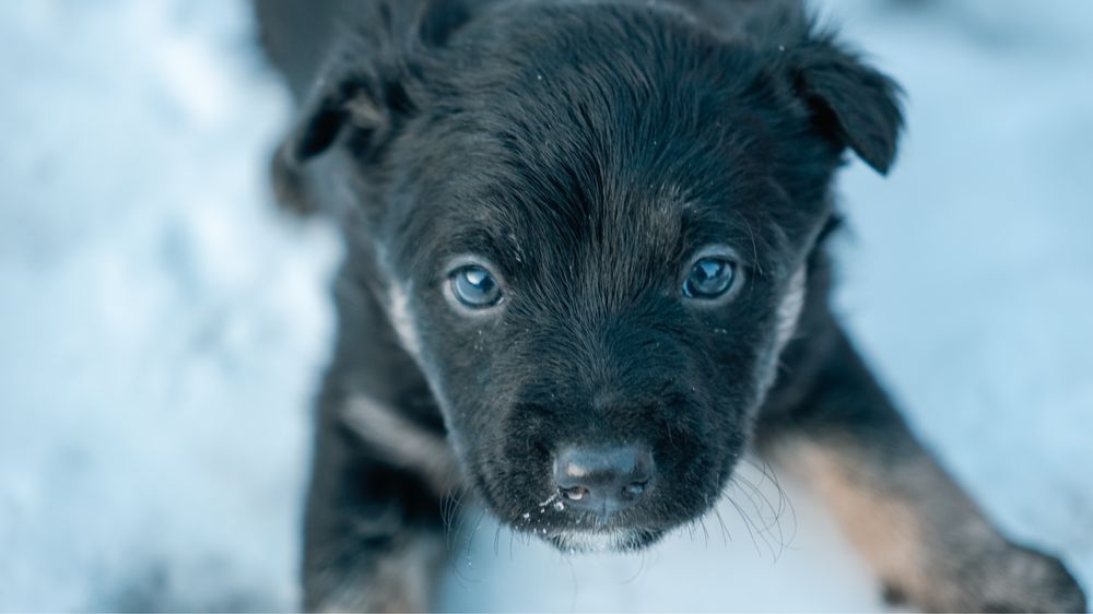 Отдам щенков в добрые руки!