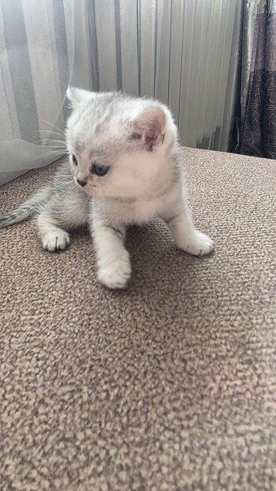 Продам шотландских котят