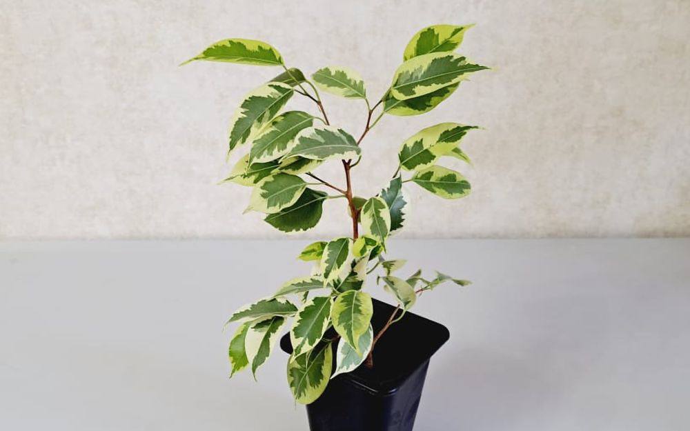 Цветы Цветы Цветы