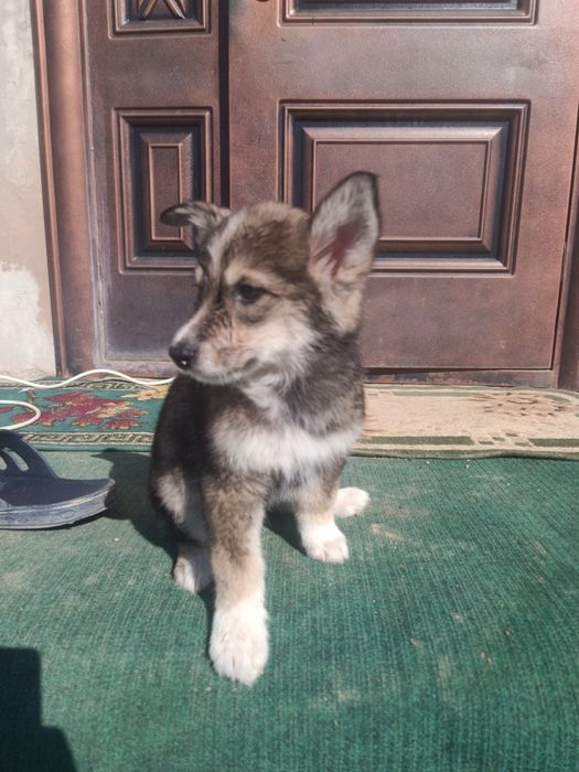 щенки собака порода Хаски + Лайка. Красивые.