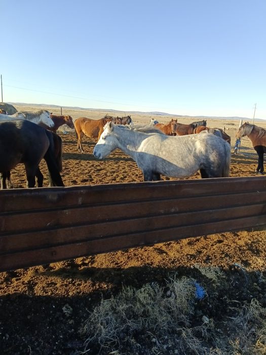 Биелер сатамын/ Продам кобыл