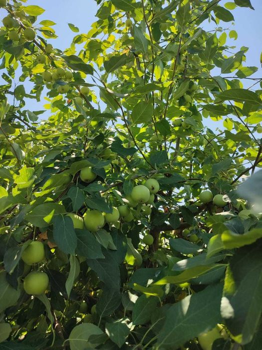 Продам дачу .Район ГМЗ  Имеются хоз постройки для содержание животных.
