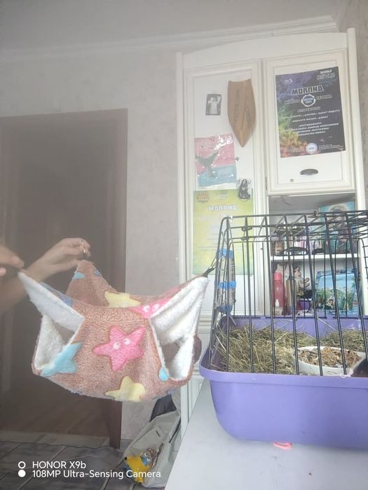 Продам морскую свинку