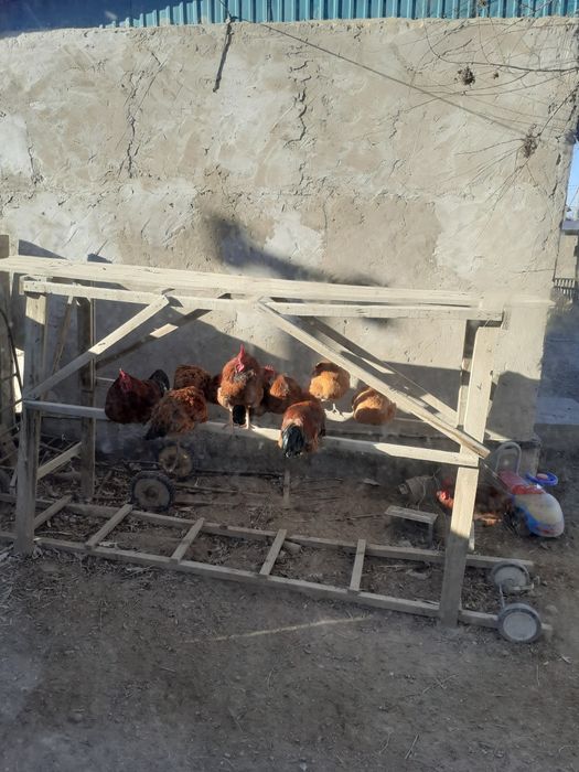 Атеш Кораздар бар