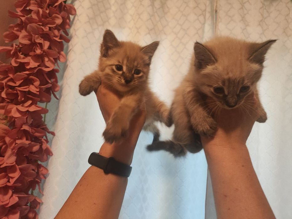 Продаются сиамские котята