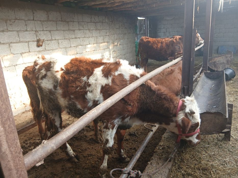 Bogoz gunojin sotiladi