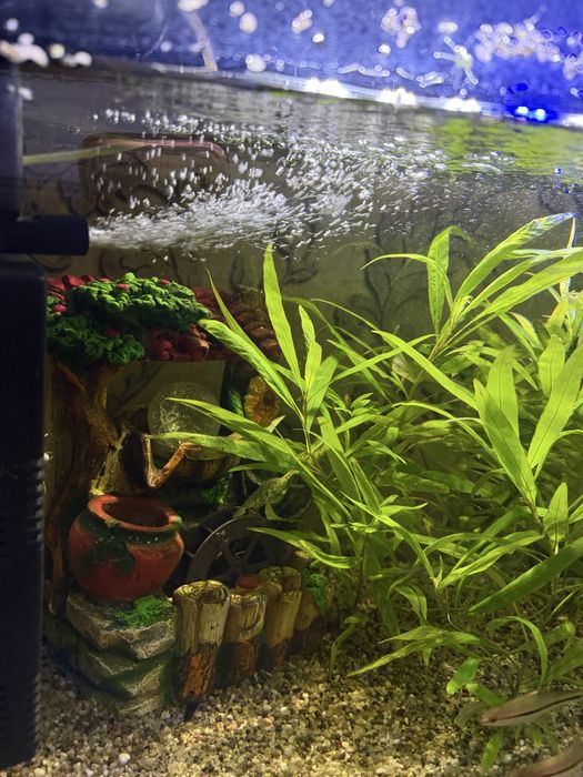 Продам акварим со всеми аксесуарами, зеленями и рыбами