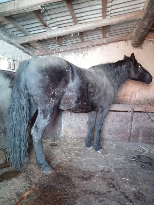 Семыз 7 жасар бие сатылады