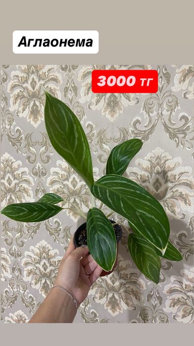 Комнатные цветы.
