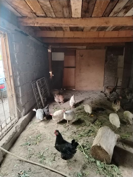 Куры продаю талгар
