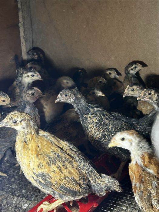 Продаються цыплята 1,5 месяца