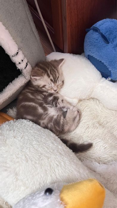 Отдам котят в хорошие руки