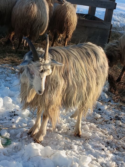 Vând capra  la a 2 a fătare