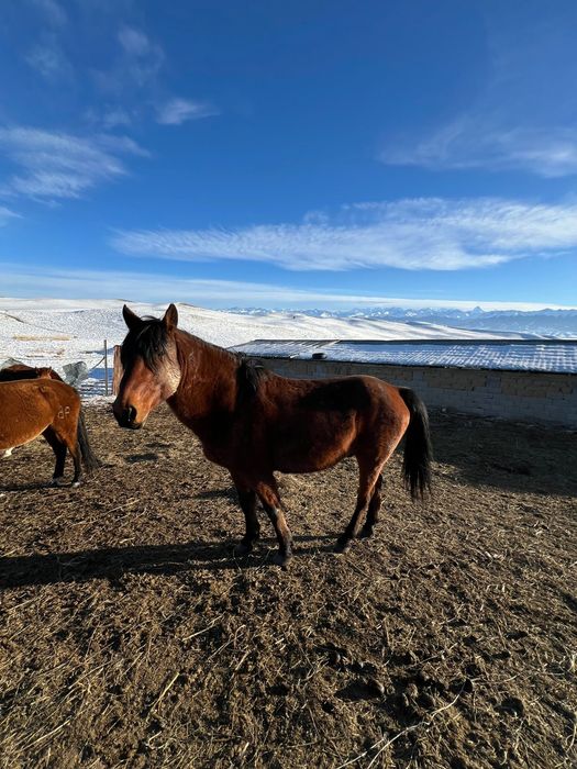 Продается очень мощный жеребец.  Порода жабы.