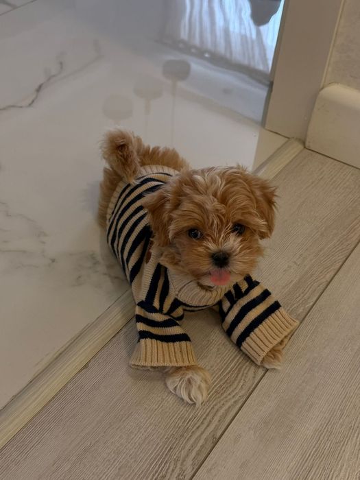 Шикарные малыши Мальтипу ф1ф1