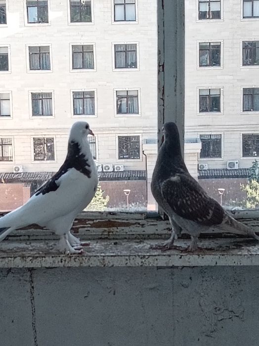 Продам голубей бакинцы