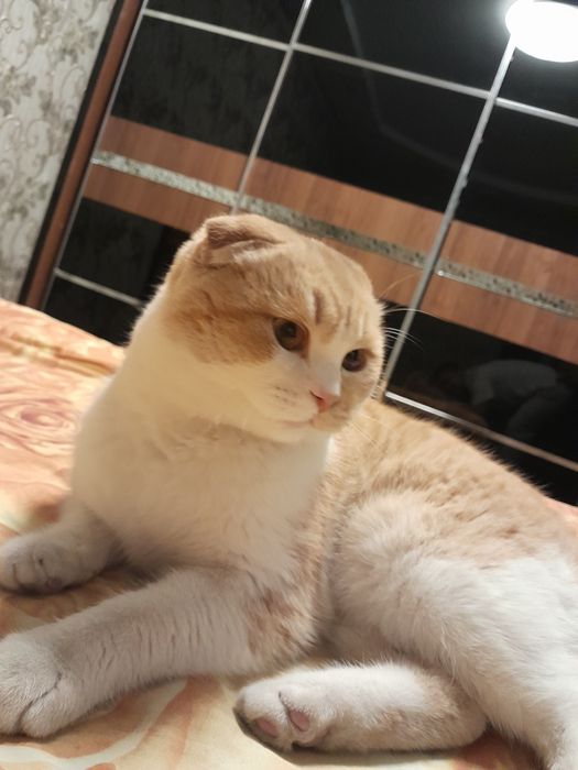 Vyaskaga skotsh fold gold