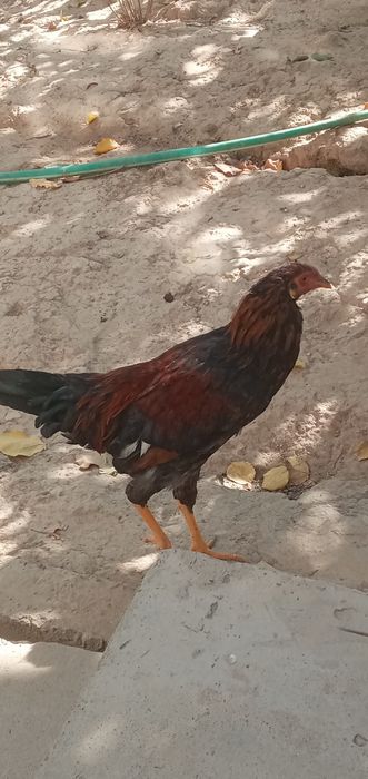 Soģlom tovuq.xòroz.jojalar sotiladi