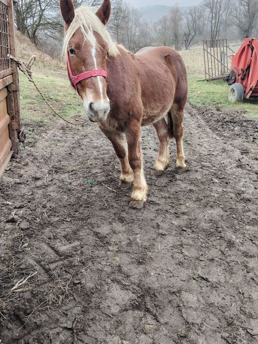 Mânz castrat de vânzare