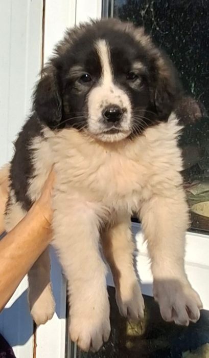 Ciobanesc Romanesc de Bucovina