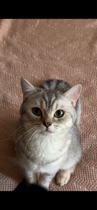 Продам котенка 2 мес. Девочка