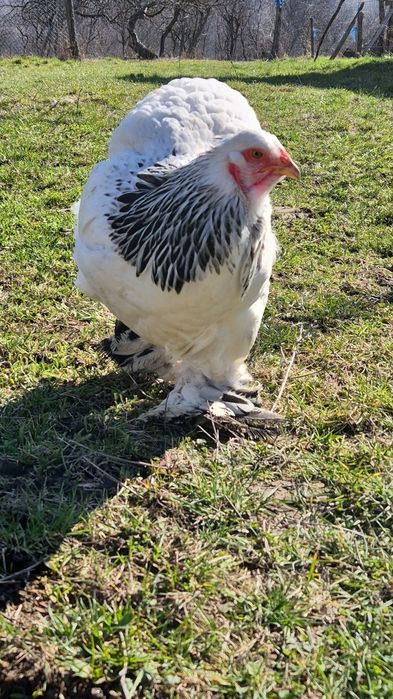 Puicute Brahma Herminat Deschis