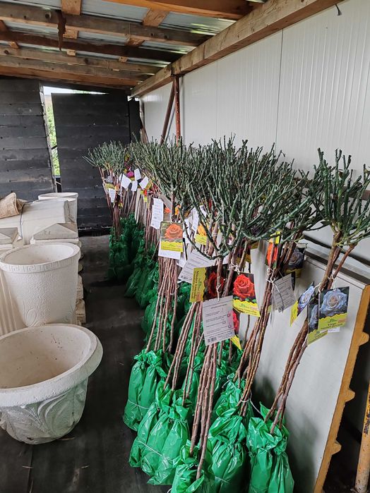 pom trandafir cu rădăcină impachetata