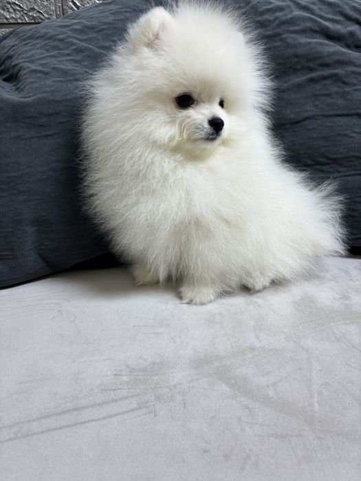 Продается щенок  белого шпица