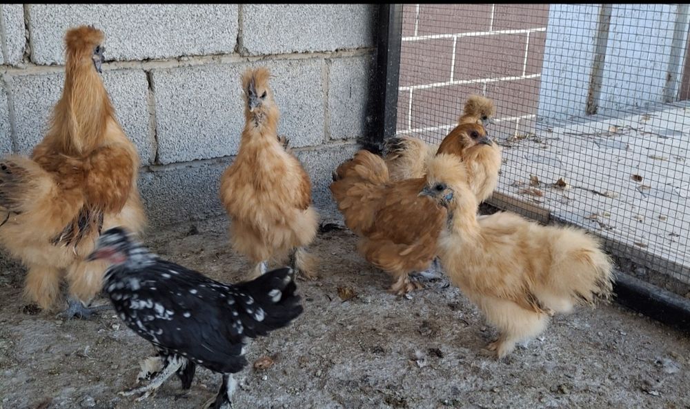 Продаются декоративные куры