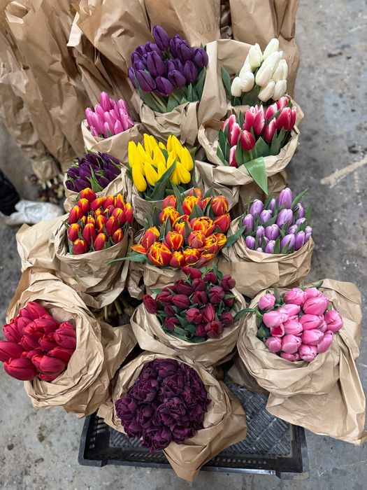 Продажа тюльпанов оптом в Алмате