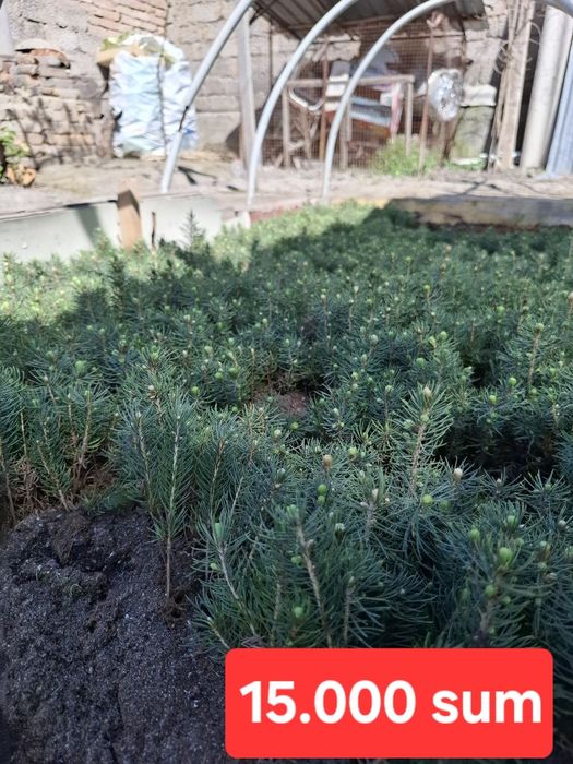 Голубая ель мовий арча глаука