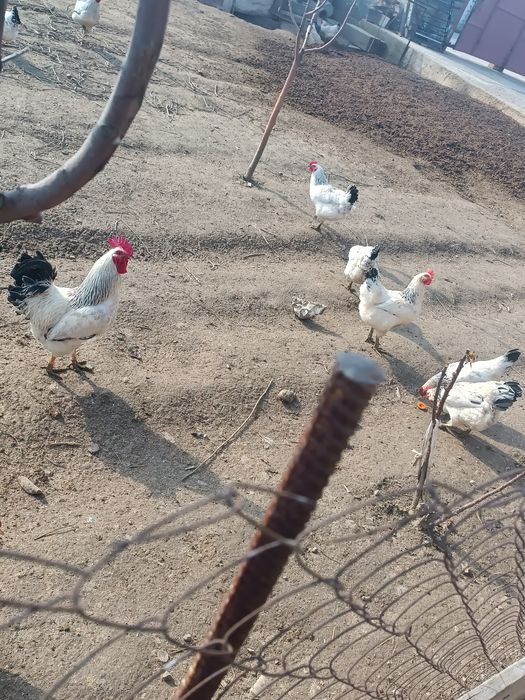 Адлер жумырткалары бар