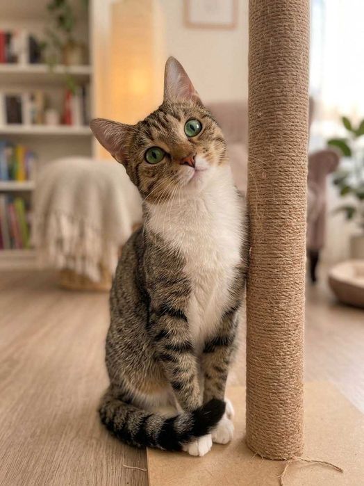Ласковая кошечка, 5мес