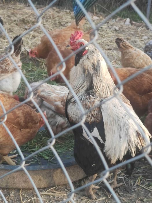 Oua pentru incubat araucana (verzi)