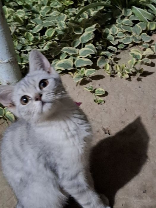 2 та серий мушук ёл ёлли сотилади