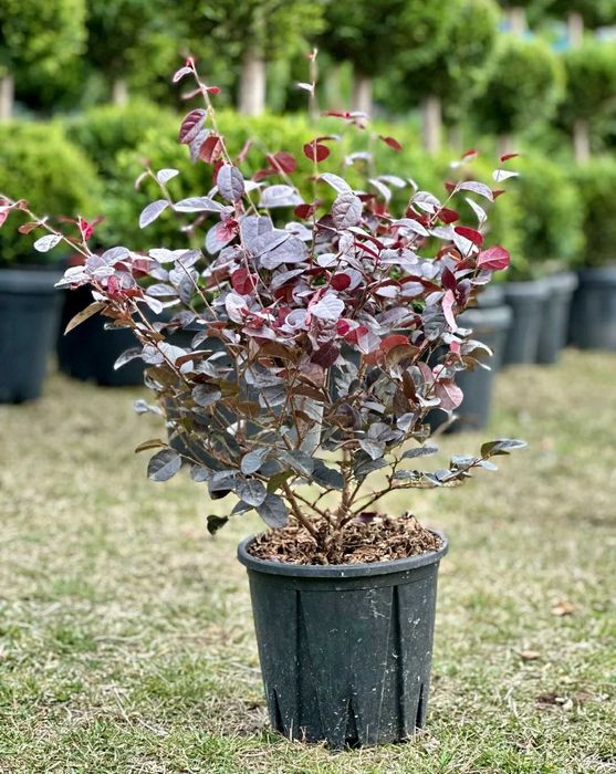 Plante ornamentale